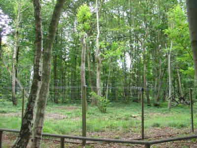 Maki catta - Calao terrestre - 2007