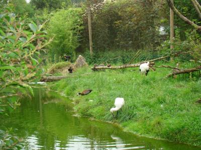 Volière africaine - 2007