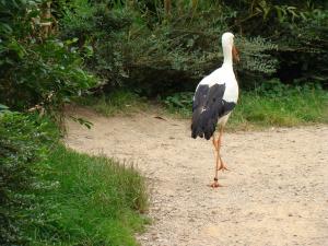 Cigogne blanche