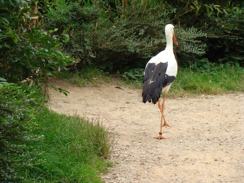 Cigogne blanche