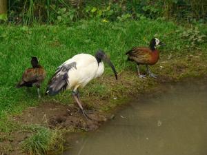 Ibis sacré - Dendrocygne veuf