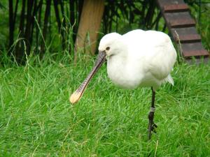 Spatule blanche