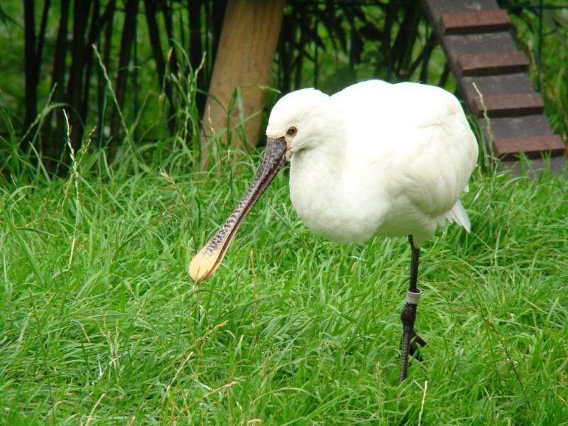 Spatule blanche