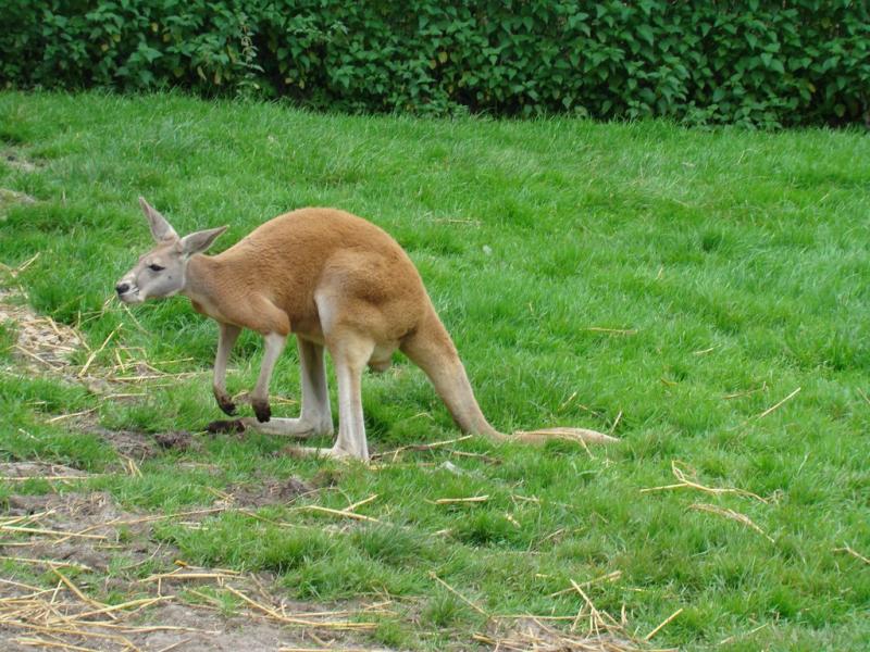 Kangourou roux
