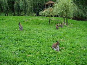 Wallaby de Bennett
