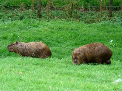 Capybara - 2007