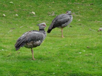 Chauna torquata - 2007