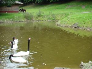 Lama - Cygne à cou noir