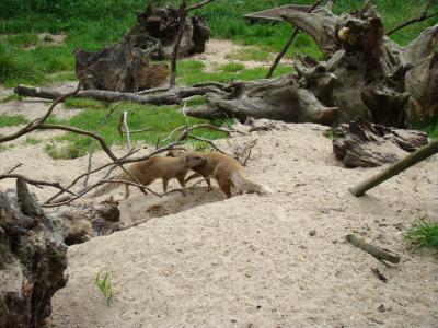Mangouste fauve - Porc-épic - 2013