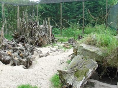 Mangouste fauve - Porc-épic - 2007