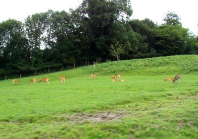Banteng - 2007