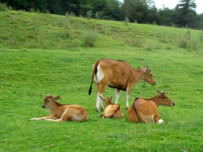 Banteng - 2007