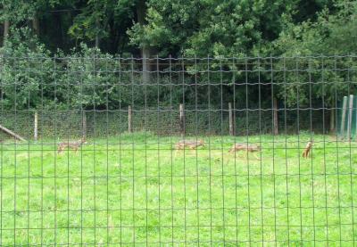 Loup ibérique - 2007