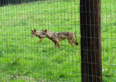 Loup ibérique - 2007