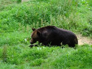 Ours brun