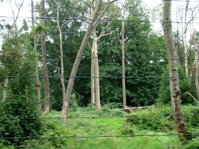 Ours à lunettes - 2007