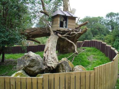 Cacatoés à huppe jaune - 2007