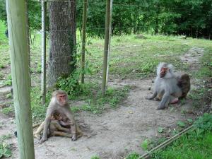 Hamadryas