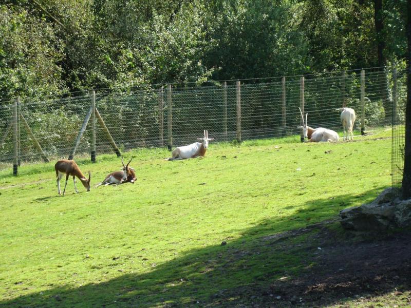 Damalisque à front blanc - Oryx algazelle