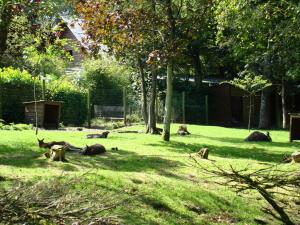 Wallaby de Bennett - Emeu