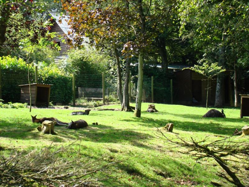 Wallaby de Bennett - Emeu