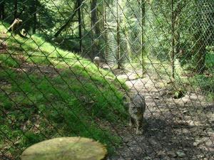 Panthére des neiges