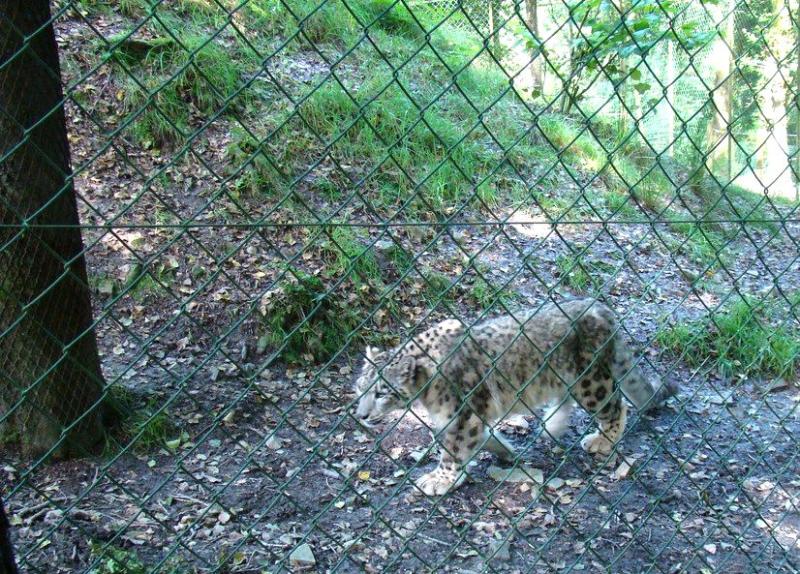 Panthére des neiges