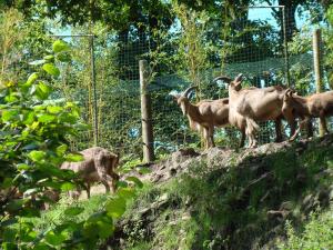Mouflon à manchettes