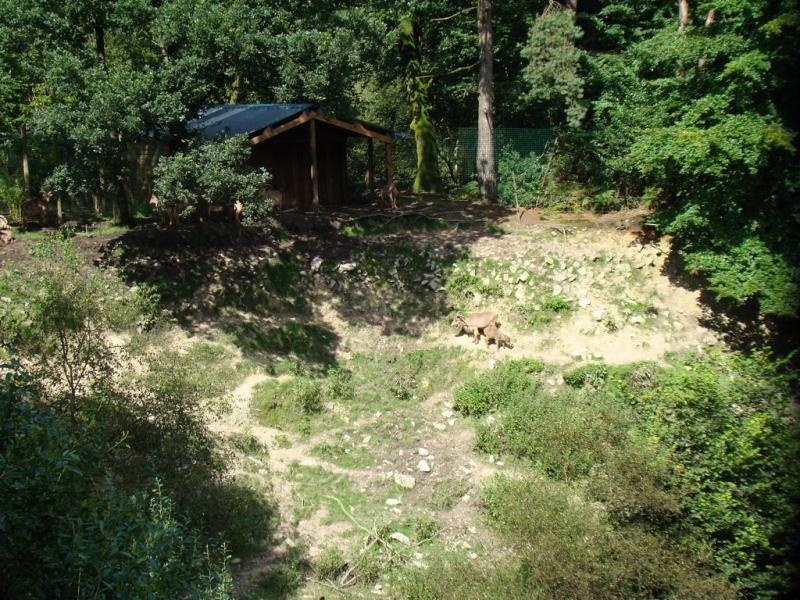 Mouflon à manchettes