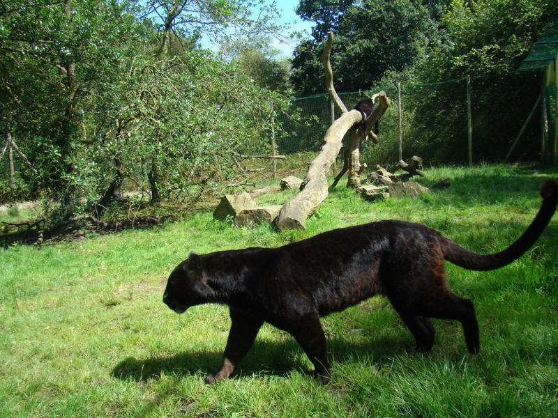 Panthére noire