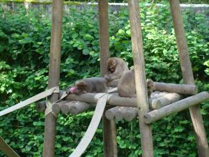 Macaque du Japon