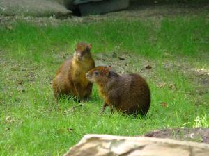 Agouti