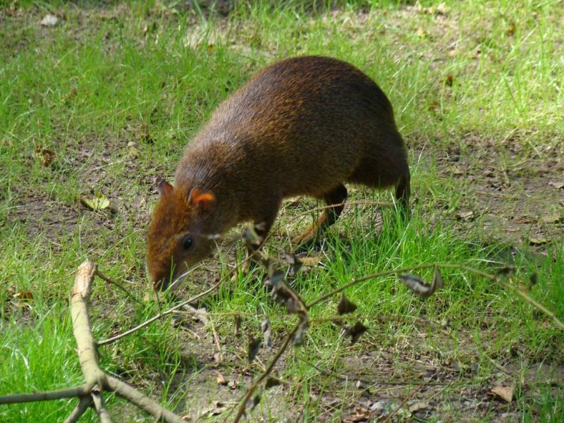 Agouti
