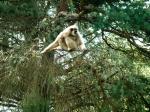 Gibbon lar