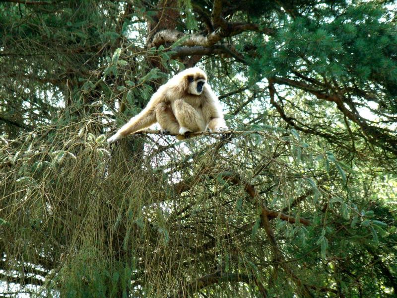 Gibbon lar