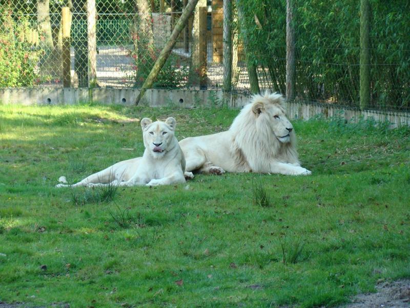Lion blanc