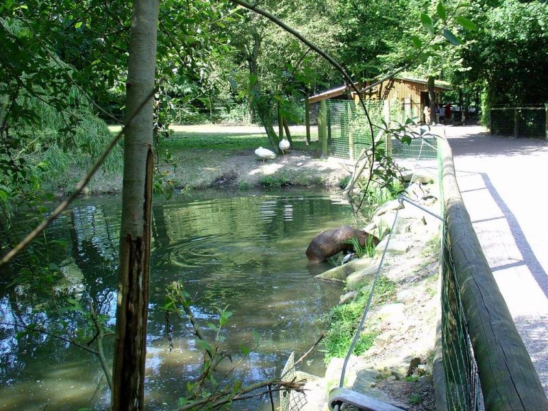 Tapir - Nandou - Cabiai