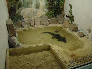 Vivarium : Crocodile nain