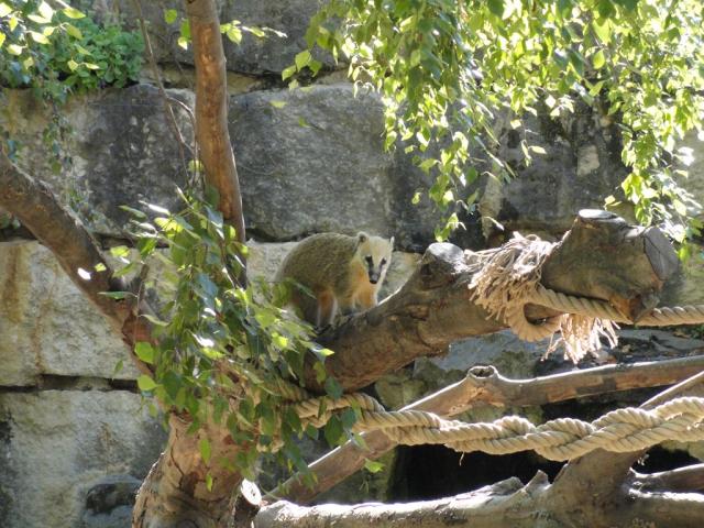 Coati roux