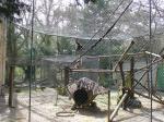Gibbon lar