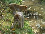 Macaque de Barbarie