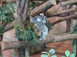 7 Koala