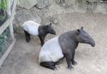 11 Tapir malais