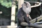 16 Macaque ouandérou