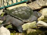 Tortue hargneuse