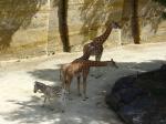 Girafe d'Afrique centrale