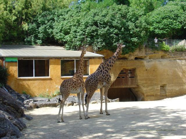 Girafe d'Afrique centrale