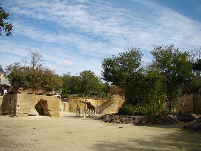 Girafe d'Afrique centrale - Zèbre de Grévy