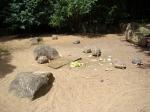 Tortue radiée - Tortue géante des Seychelles