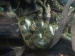 Anaconda vert